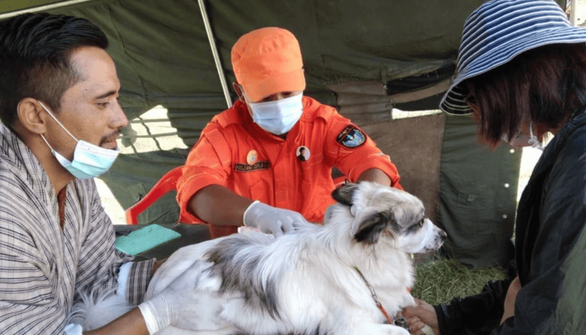 Thumbnail for WHO validates Bhutan’s elimination of dog-transmitted rabies as public health problem