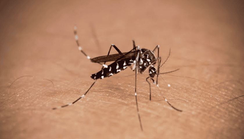 Thumbnail for UKHSA targets breeding Aedes aegypti mosquitoes in East London