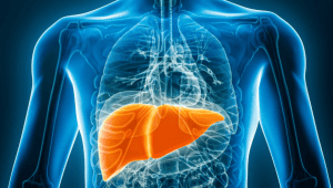 SeaBeLife secures US$3.26M to advance acute liver disease drug in France